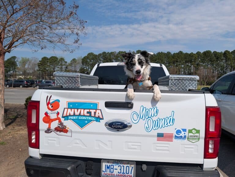 Ant control treatment by Invicta Pest Control technician
